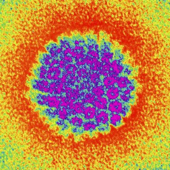 Meet your Posher, Tianshi - Picture 1 of 1